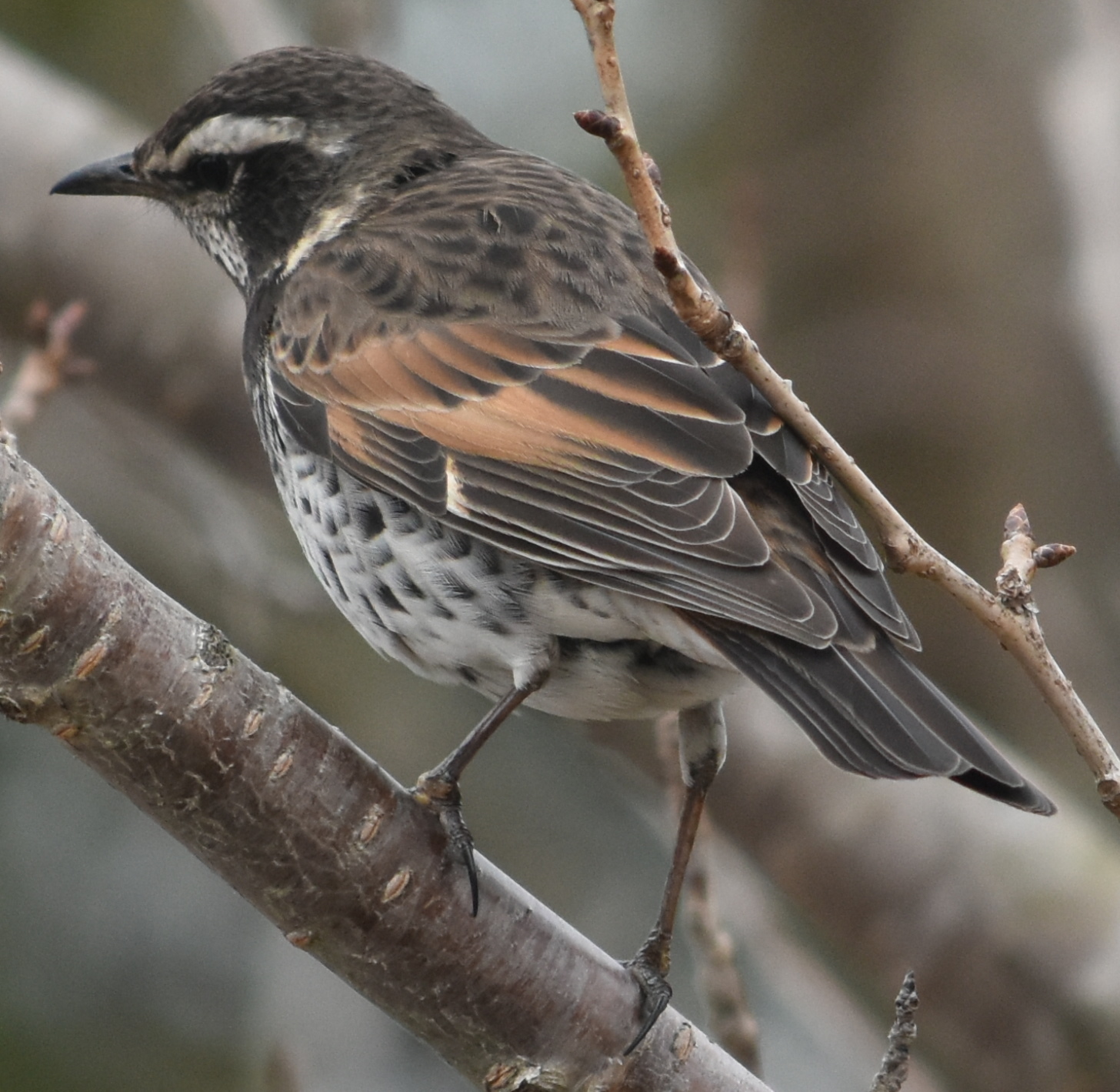 Photo of Dusky Thrush at 三木総合防災公園 by Shunsuke Hirakawa