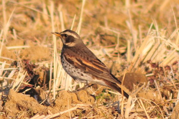 2019年3月9日(土) 山ノ神沼の野鳥観察記録