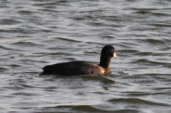 Eurasian Coot 山ノ神沼 Sat, 3/9/2019