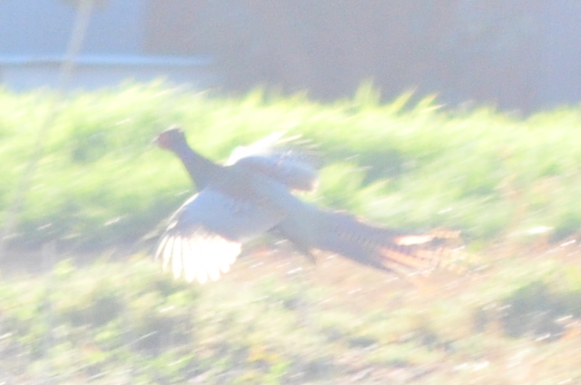 Green Pheasant