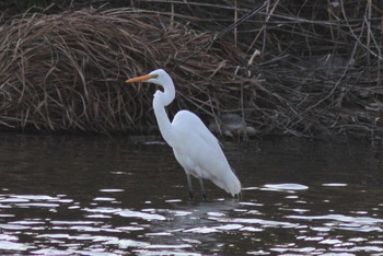 Great Egret 山ノ神沼 Sat, 3/9/2019