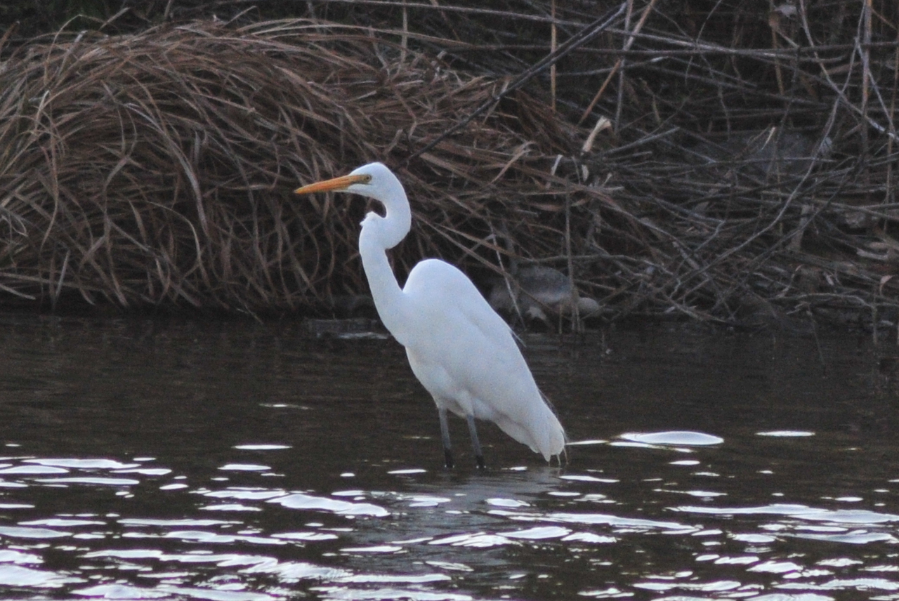 Great Egret