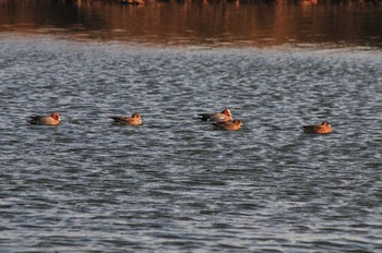 Eurasian Wigeon 山ノ神沼 Sat, 3/9/2019