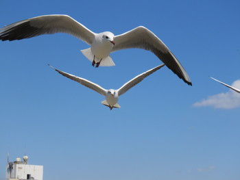 ユリカモメ 牛久沼 2019年3月9日(土)