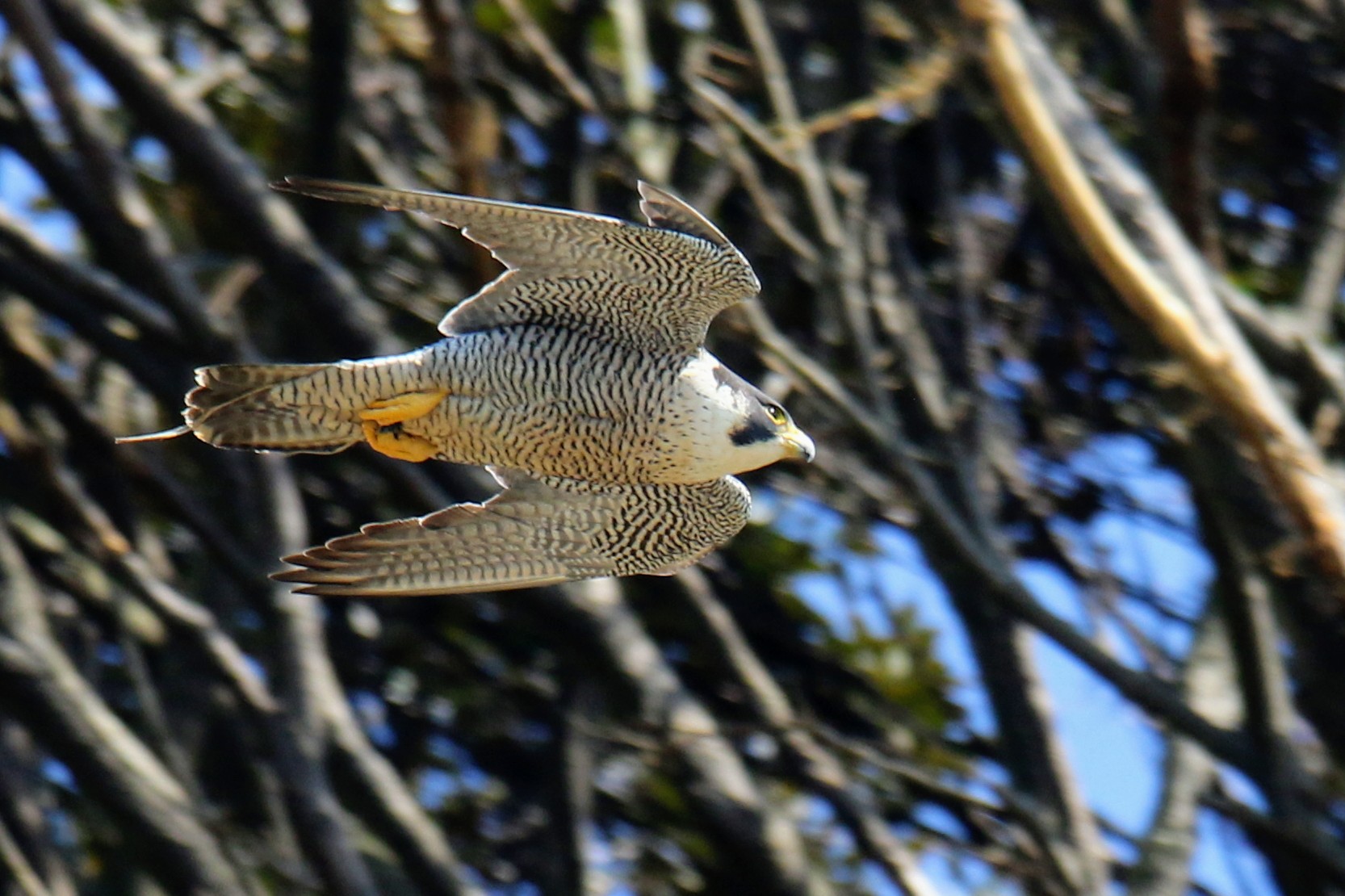 Photo of Peregrine Falcon at  by はやぶさくん