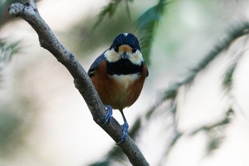 Varied Tit 東京都多摩地域 Sat, 3/9/2019