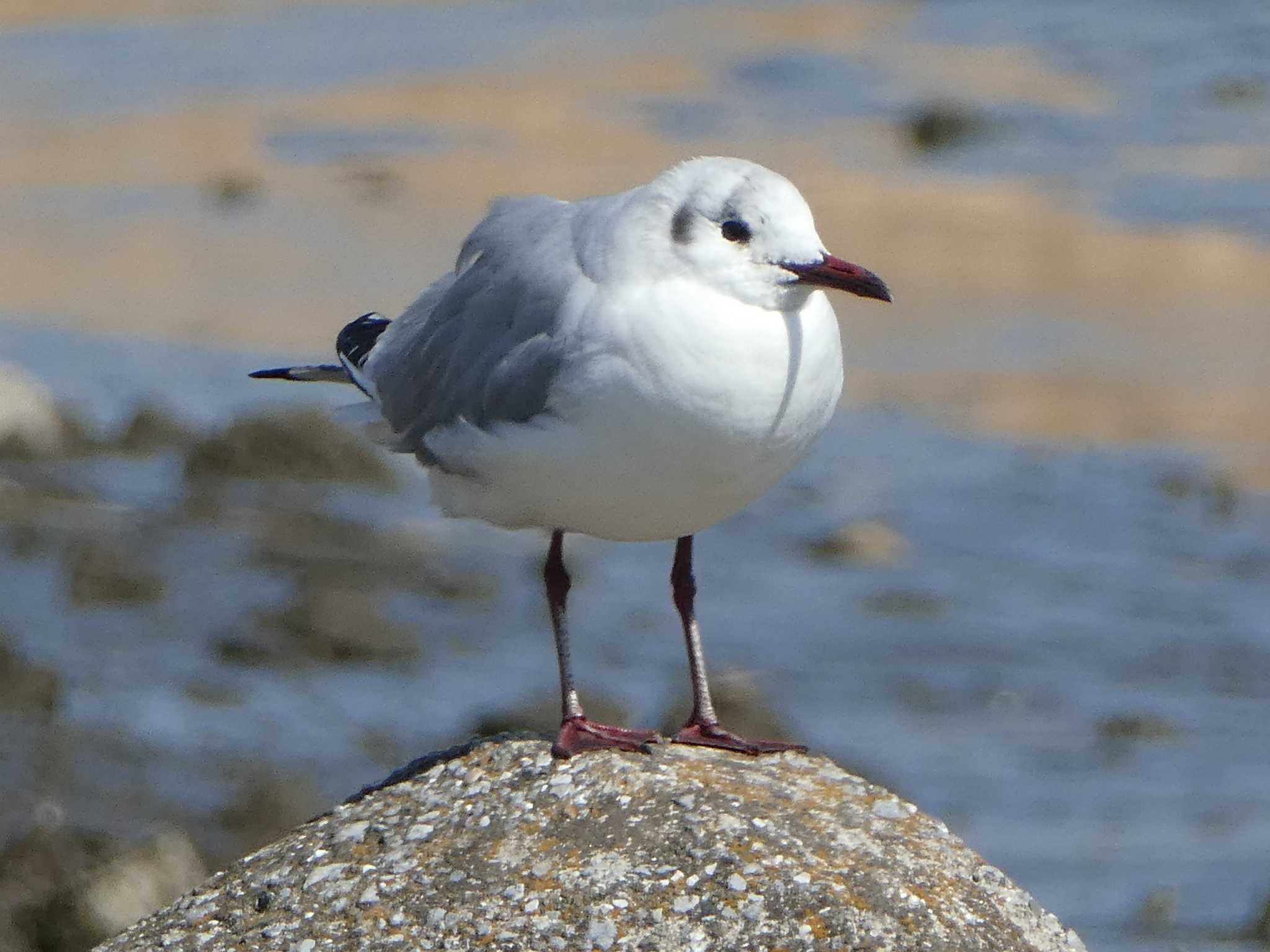 ユリカモメ