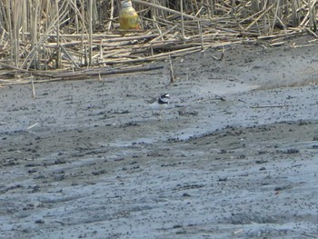 2019年3月9日(土) 六郷橋緑地の野鳥観察記録