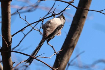 エナガ 三ツ池公園(横浜市鶴見区) 2019年3月8日(金)