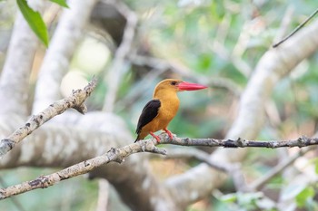 チャバネコウハシショウビン アオパンガー国立公園 2019年2月26日(火)