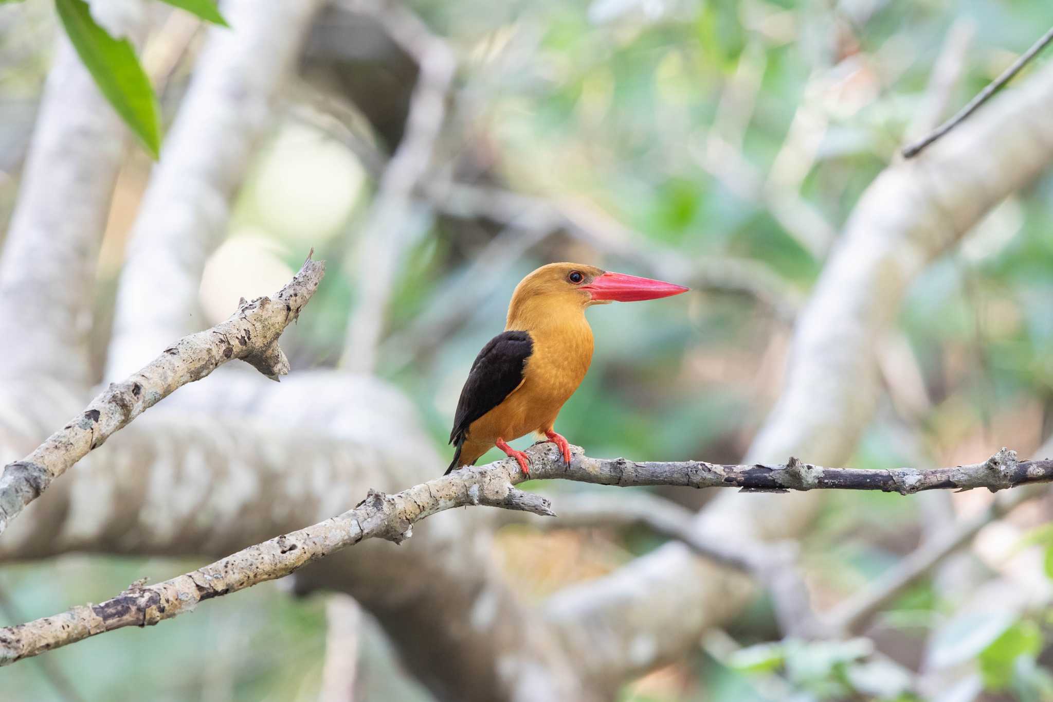 Photo of Brown-winged Kingfisher at Ao Phang-nga NP by Trio