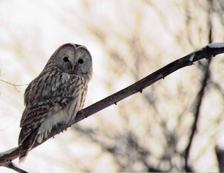 野幌森林公園 エゾフクロウの写真 by あやぱに