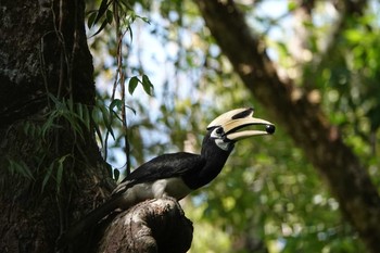 キタカササギサイチョウ タイ南部 2019年2月24日(日)