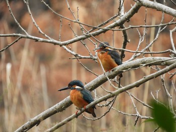 Common Kingfisher 川口市 Wed, 2/27/2019