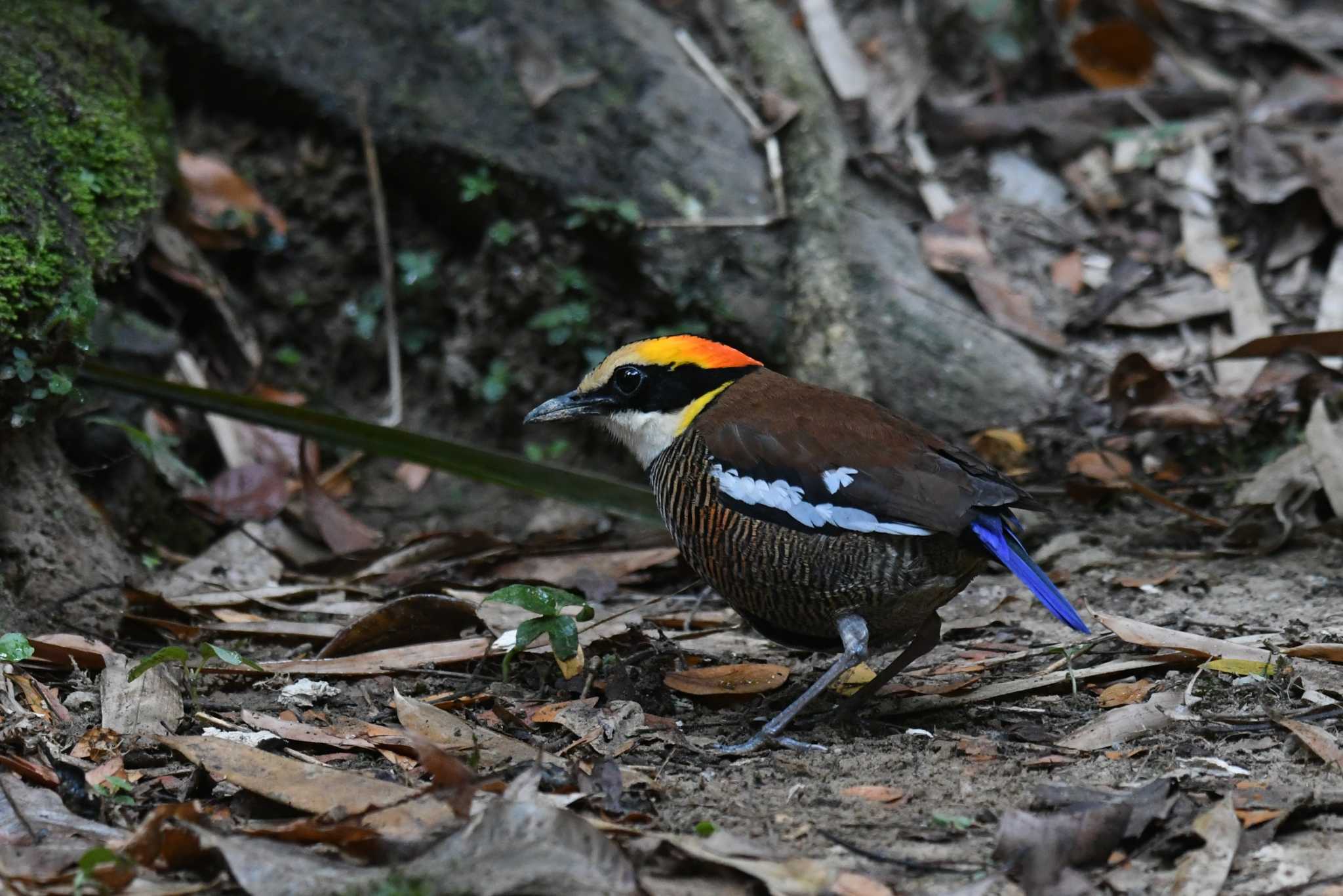 マラヤシマヤイロチョウ