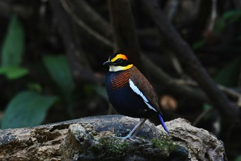 マラヤシマヤイロチョウ タイ 2019年2月24日(日)