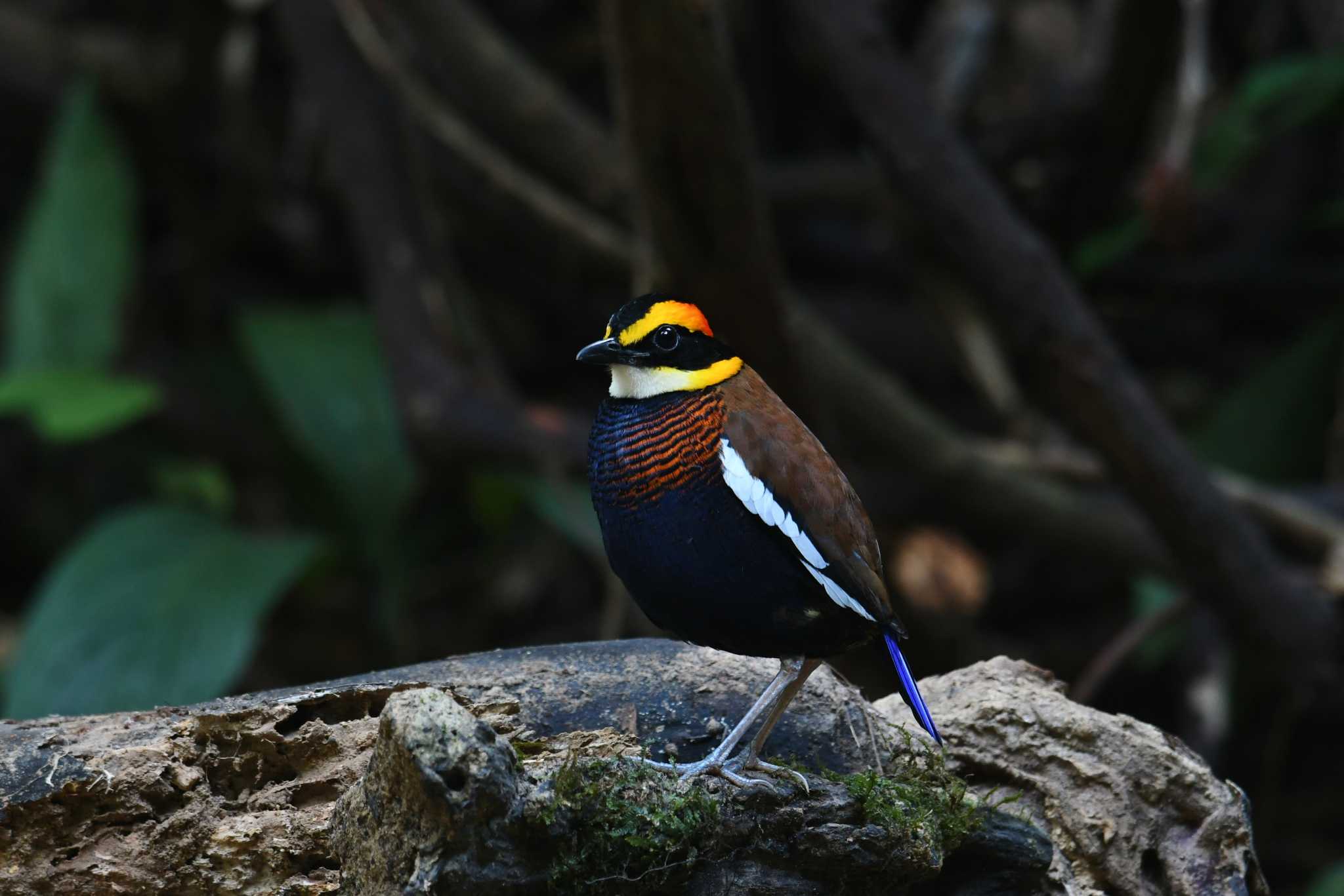 マラヤシマヤイロチョウ