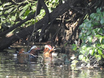 Mandarin Duck Shinjuku Gyoen National Garden Sat, 3/9/2019