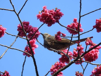 ヒヨドリ 新宿御苑 2019年3月9日(土)