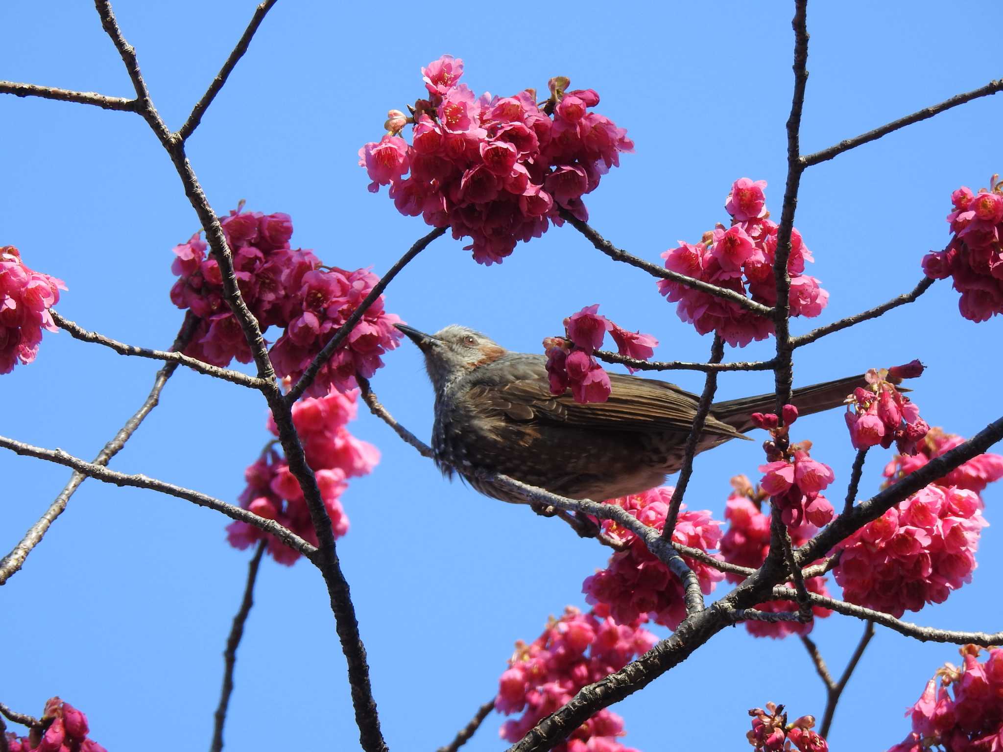 Brown-eared Bulbul