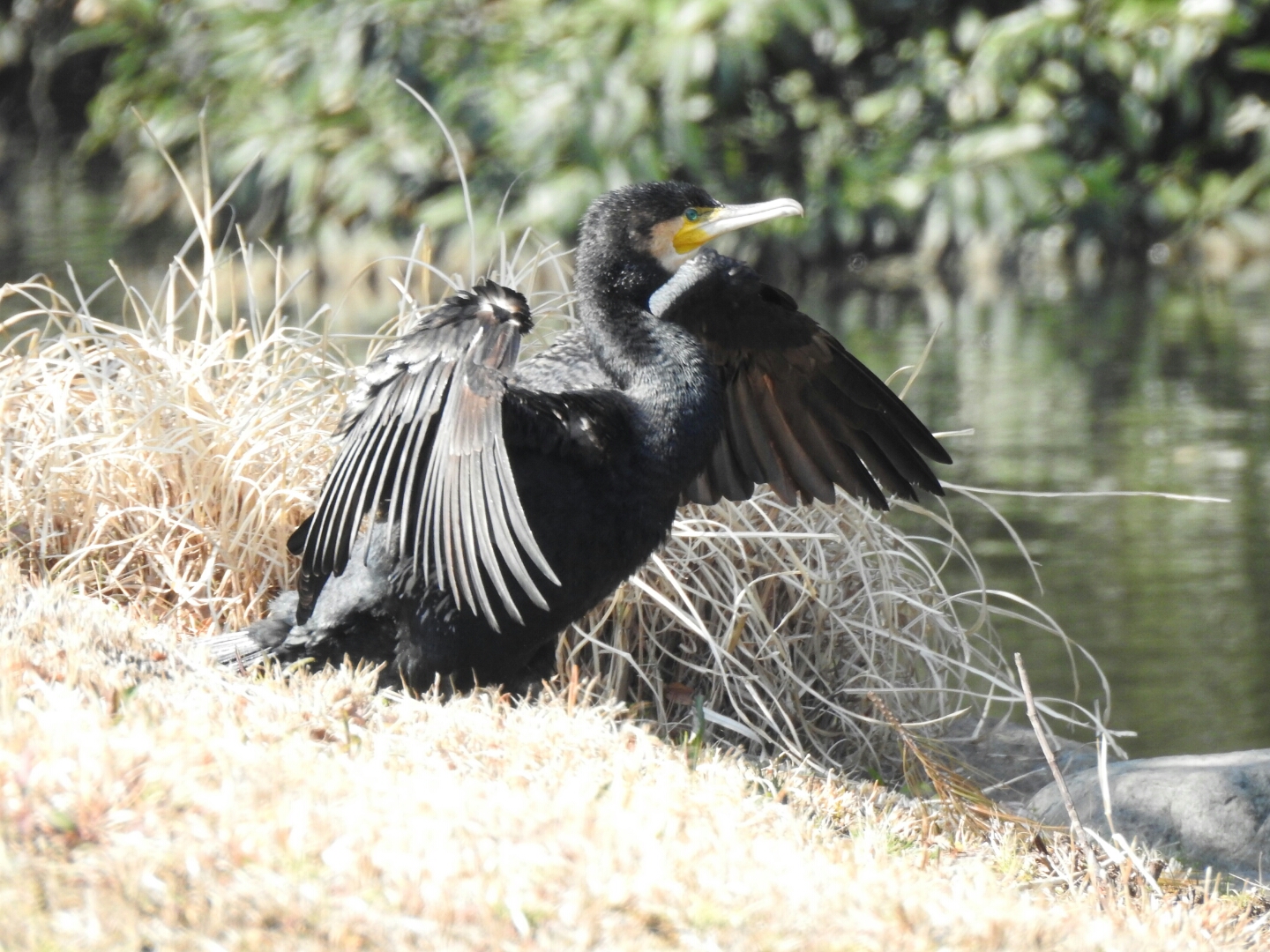 Photo of Great Cormorant at Shinjuku Gyoen National Garden by catnip2018