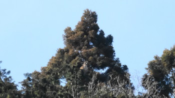 クマタカ 埼玉県飯能市 2019年3月9日(土)