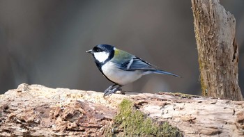 シジュウカラ 秩父 2019年3月9日(土)