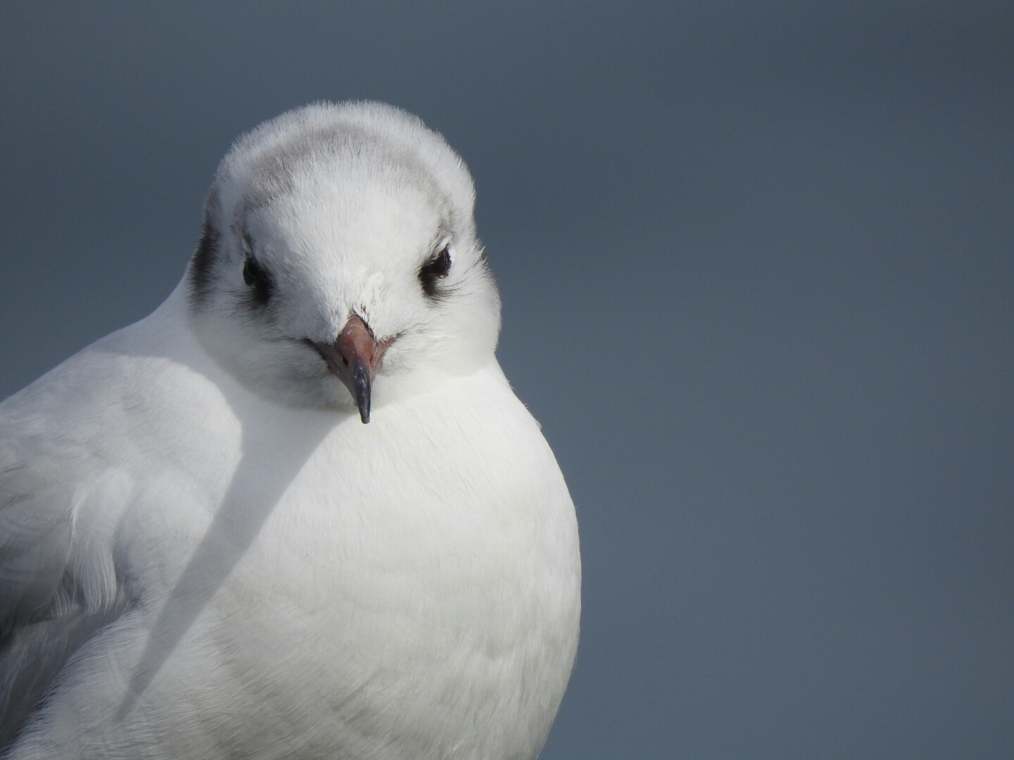 Photo of Black-headed Gull at 山下公園 by catnip2018