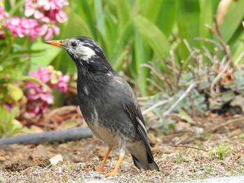 White-cheeked Starling 山下公園 Sun, 3/10/2019