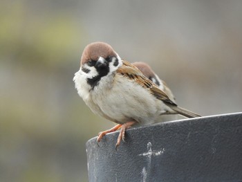 Eurasian Tree Sparrow 山下公園 Sun, 3/10/2019