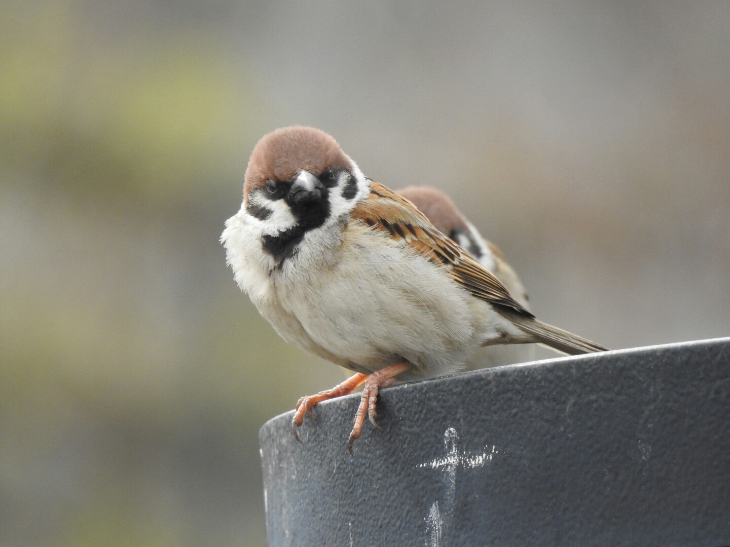 Photo of Eurasian Tree Sparrow at 山下公園 by catnip2018