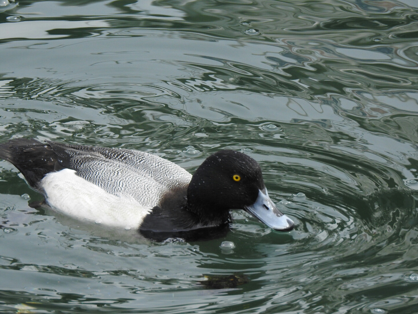 Photo of Greater Scaup at 山下公園 by catnip2018