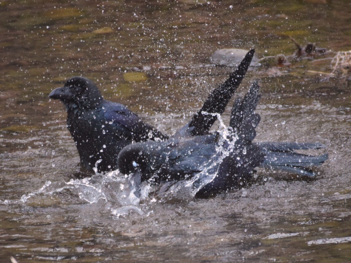 Carrion Crow