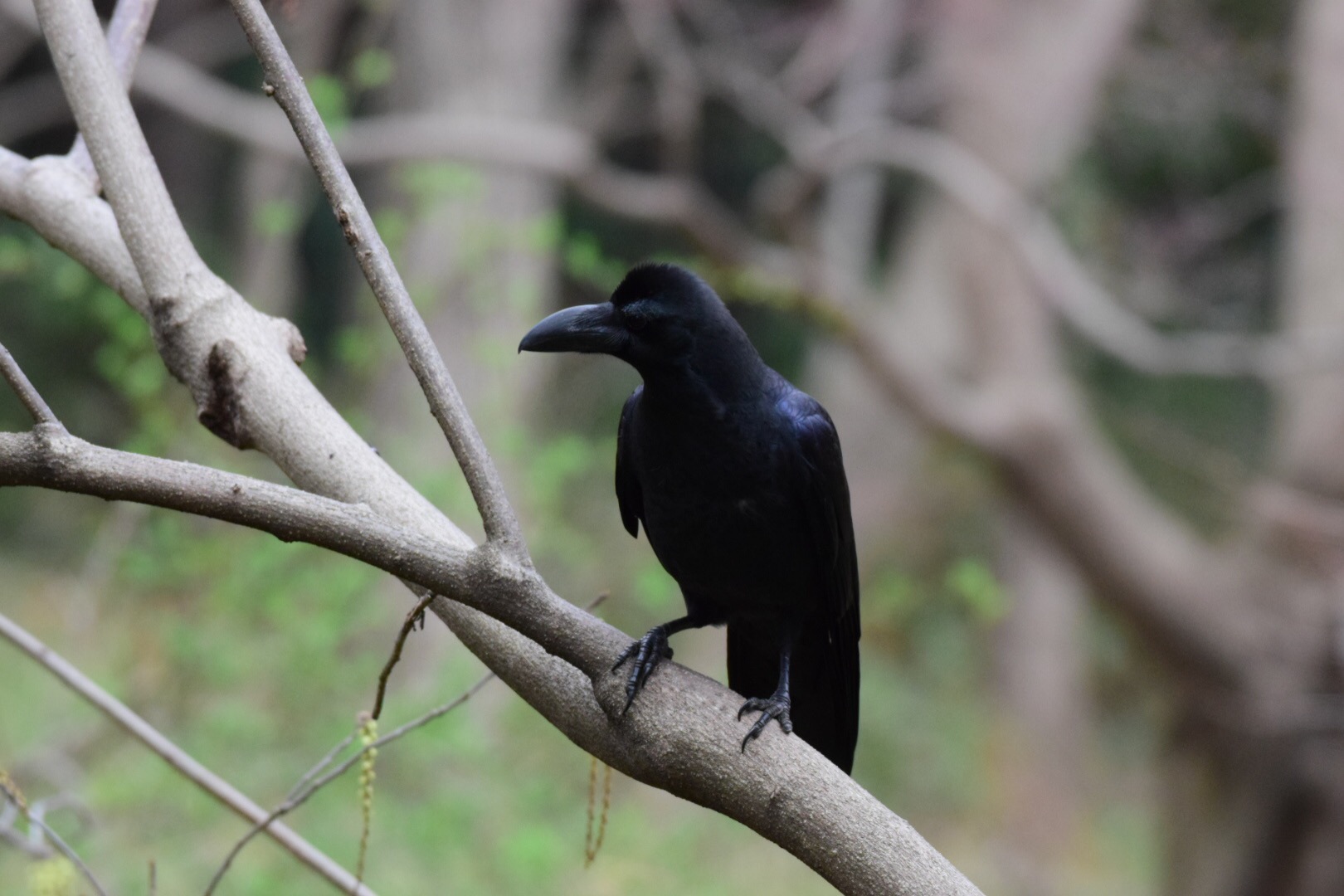 Carrion Crow