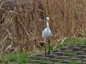 Sun, 3/10/2019 Birding report at Musashino Park