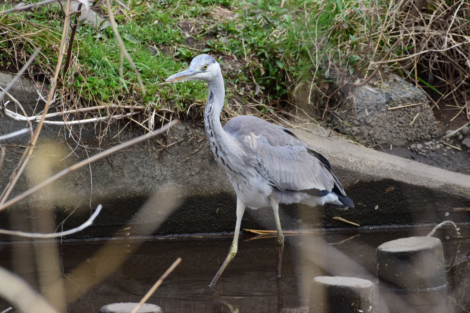 武蔵野公園 アオサギの写真 by Buchiaz