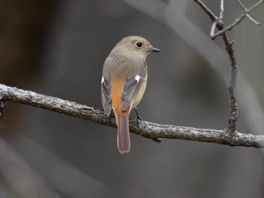 Daurian Redstart