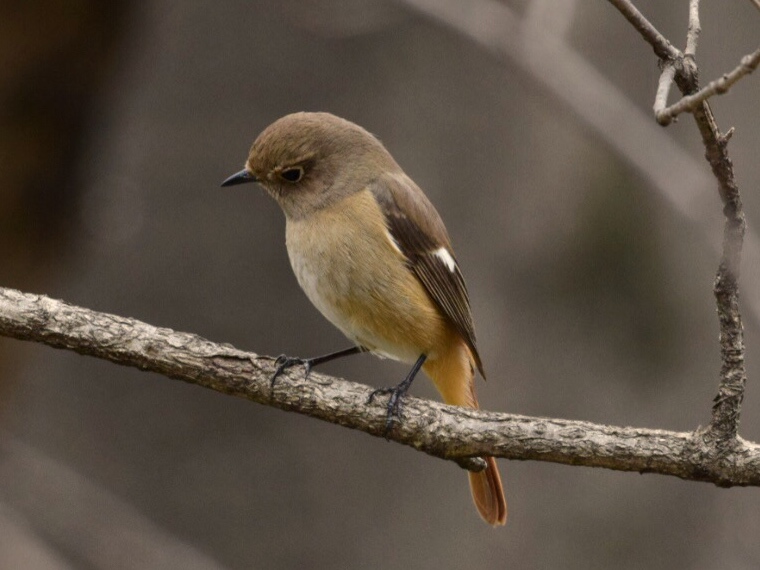 Daurian Redstart