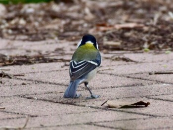 Sun, 3/10/2019 Birding report at 野川公園