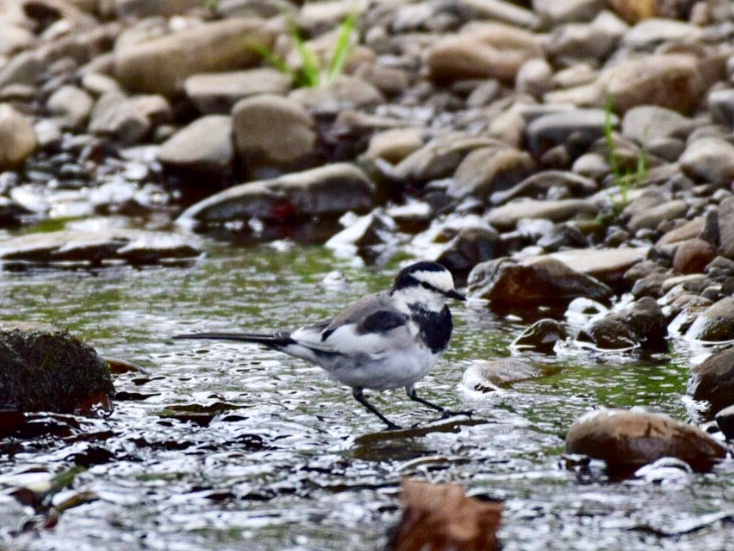 White Wagtail