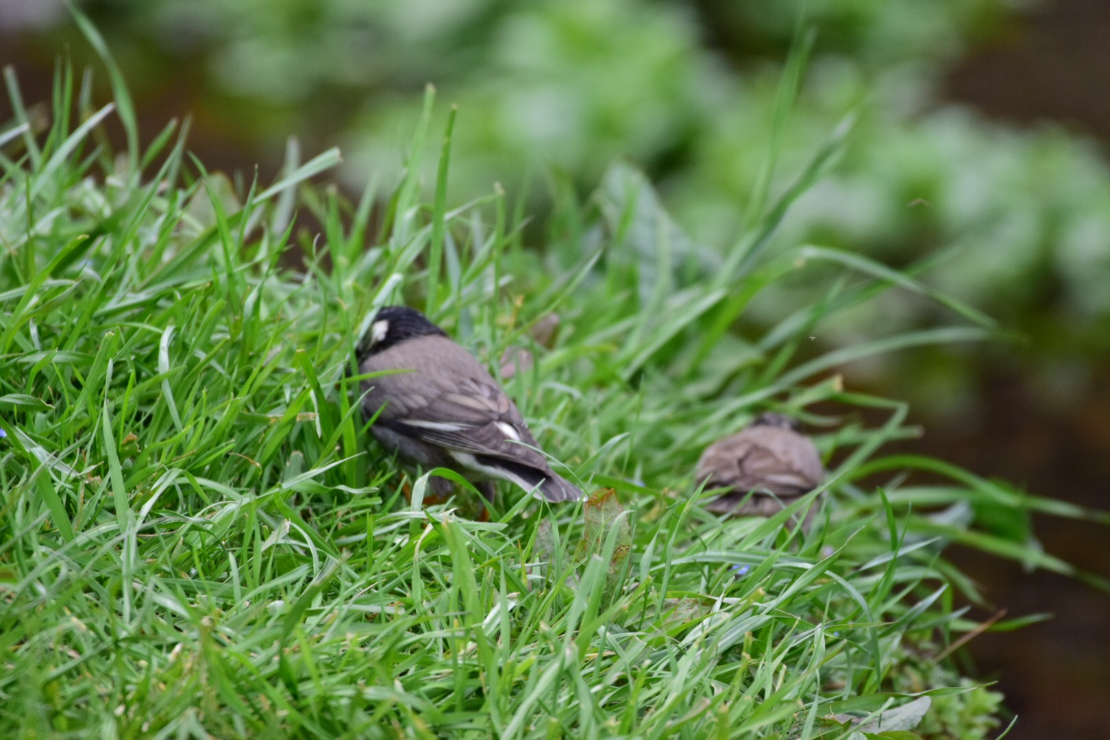 White-cheeked Starling