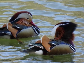 2019年3月9日(土) 京都市宝ヶ池公園の野鳥観察記録