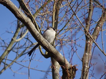 エナガ 京都府立植物園 2019年3月9日(土)