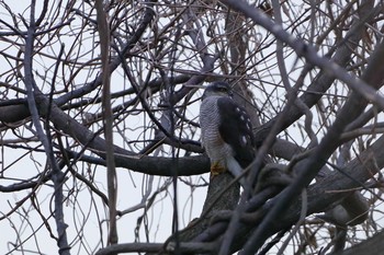 Eurasian Goshawk 庄内川 Sun, 3/10/2019