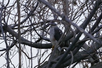 Eurasian Goshawk 庄内川 Sun, 3/10/2019