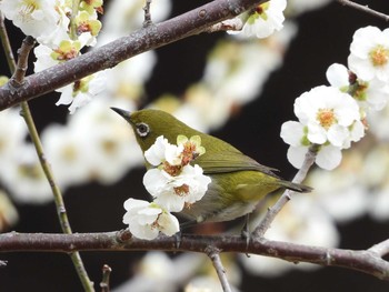 メジロ 佐布里池 2019年3月10日(日)