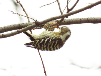 Japanese Pygmy Woodpecker 東京都世田谷区 Sun, 3/10/2019