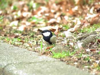 Japanese Tit 東京都世田谷区 Sun, 3/10/2019