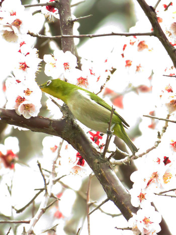 Warbling White-eye 東京都世田谷区 Sun, 3/10/2019