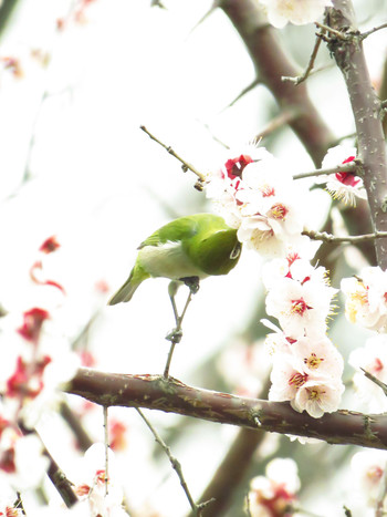 Warbling White-eye 東京都世田谷区 Sun, 3/10/2019